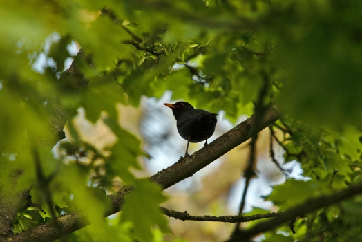 Sharp image of a blckbird with the tree on soft focus