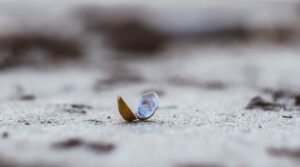Closeup of an open clam shell on the beach